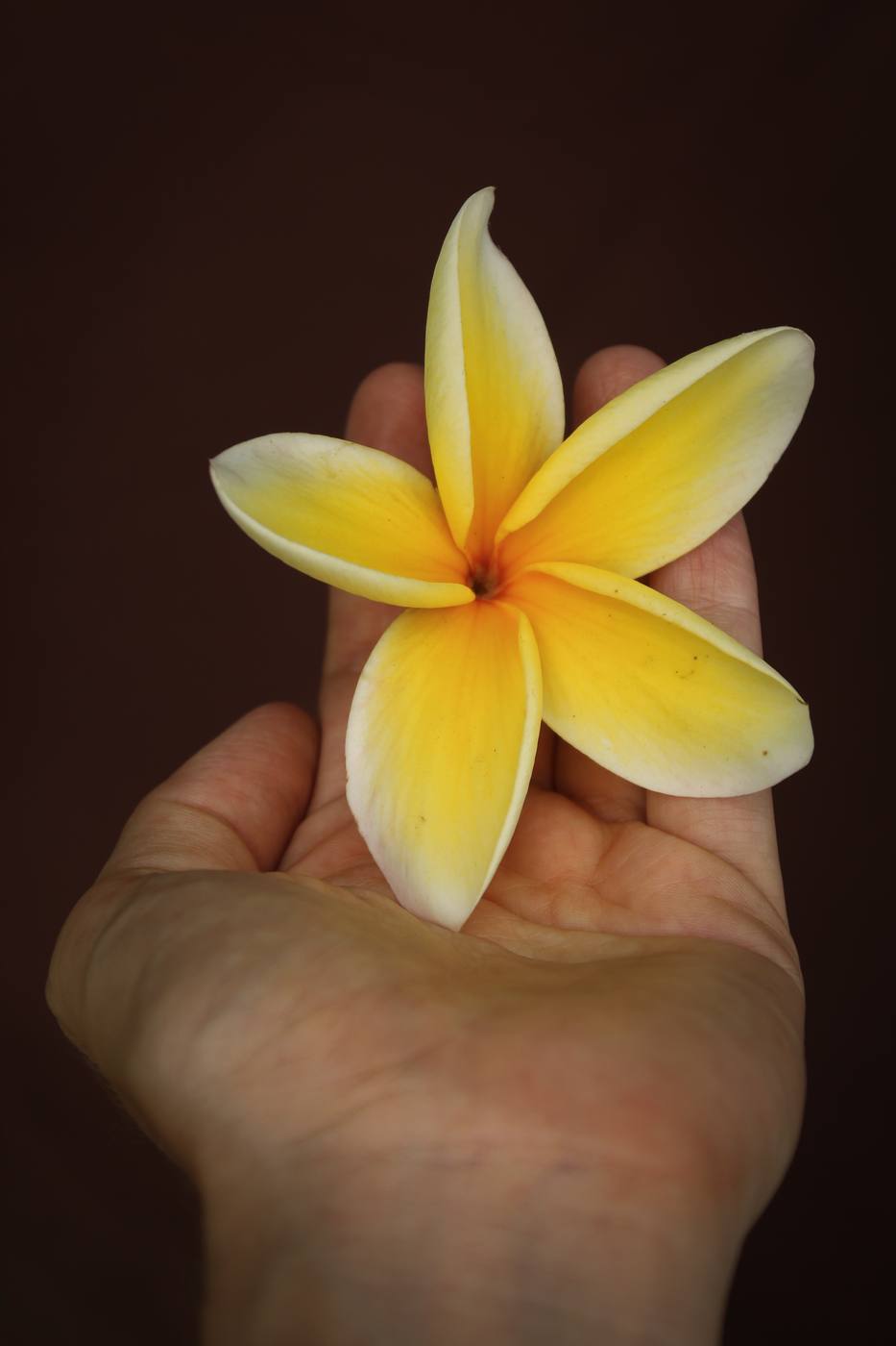 Fleur de frangipanier jaune dans la main, symbole polynésien