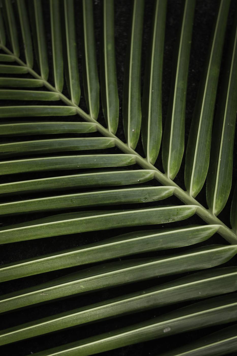 Feuille de palmier tropical, symbole de détente et de bien-être